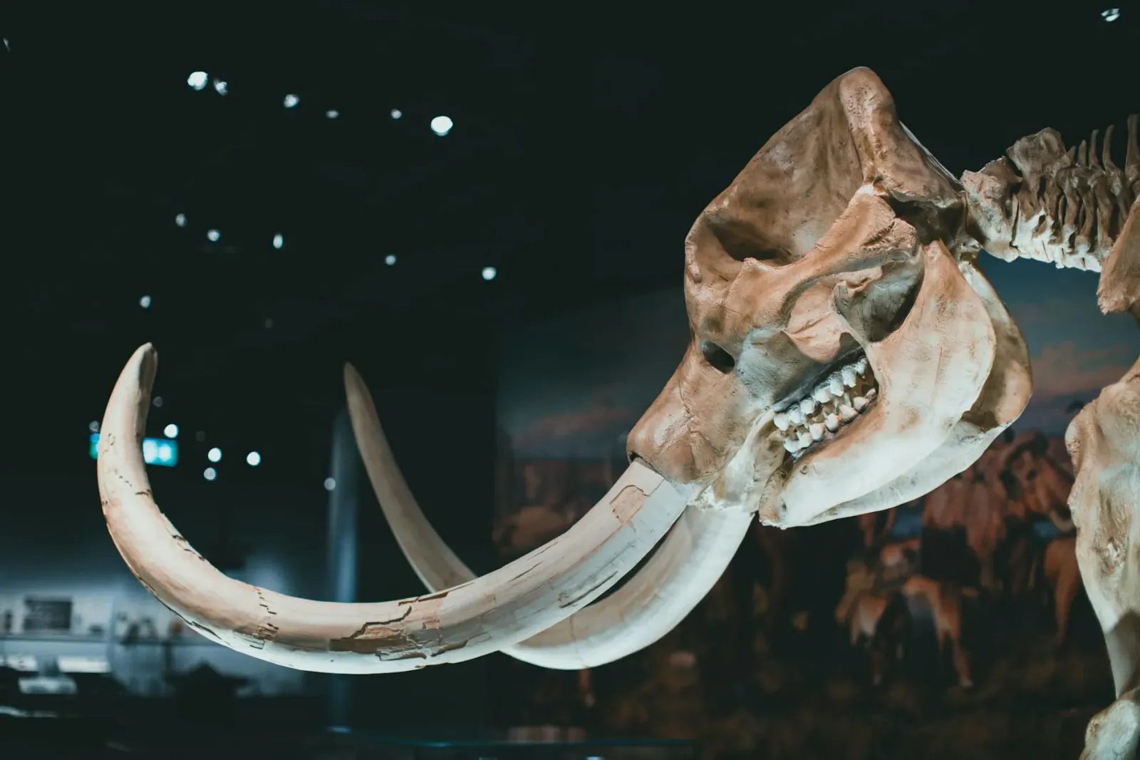 Imajen kona-ba deskobrimentu sientífika husi erru: pacemaker antigo, marka dinosaurus iha fatuk, no ossada mammoth iha museu