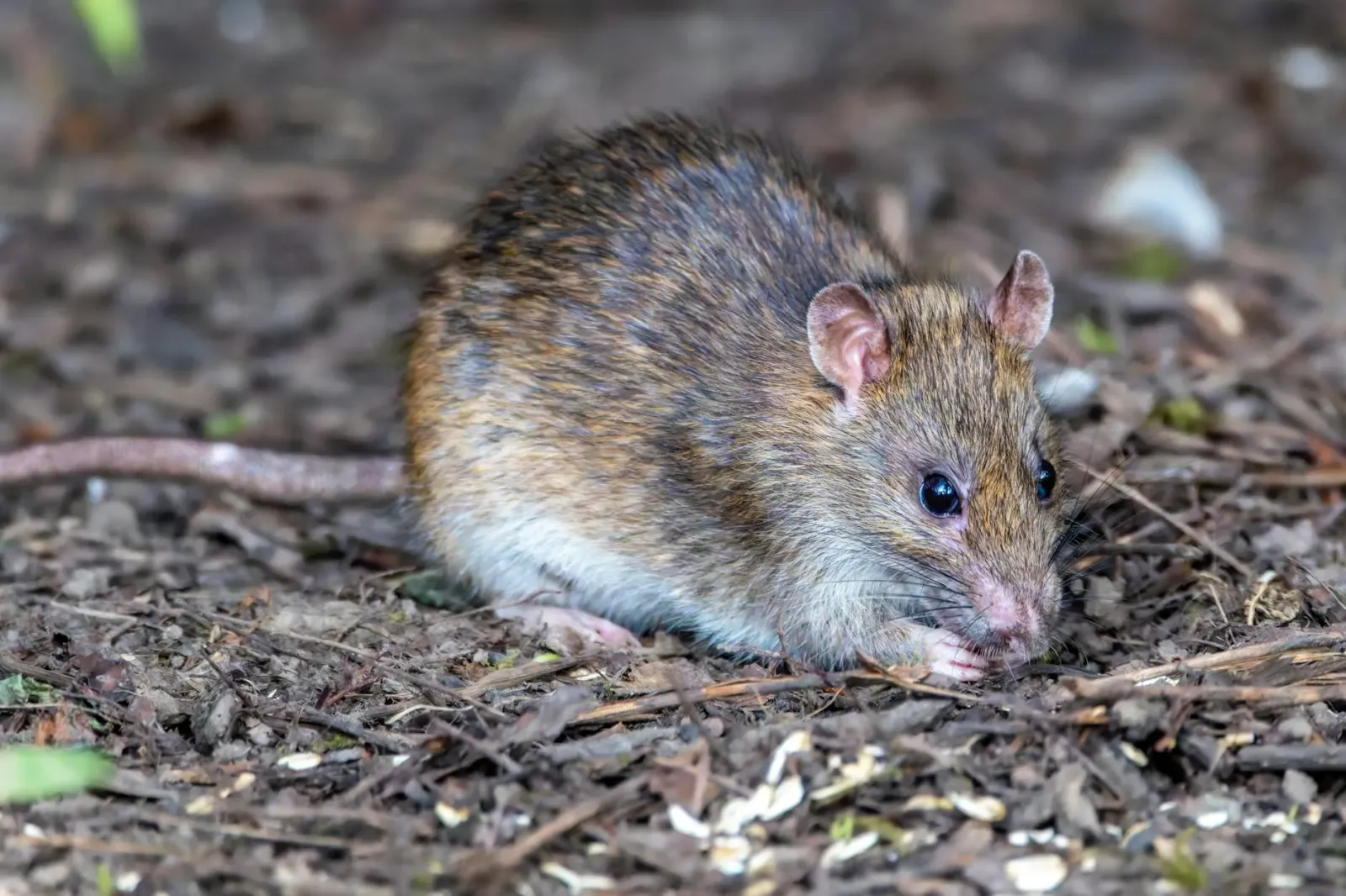Imajen ida hatudu ratu ki'ik no fezes iha uma, ho avizu kona-ba limpeza di'ak atu prevene hantavirus.