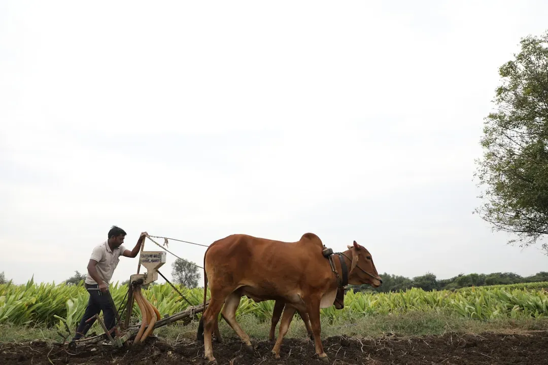 Imajen ilustrasaun kona-ba rivalidade politika, investigasaun kriminais, no agrikultura naturál iha India, ho simbolu partidu