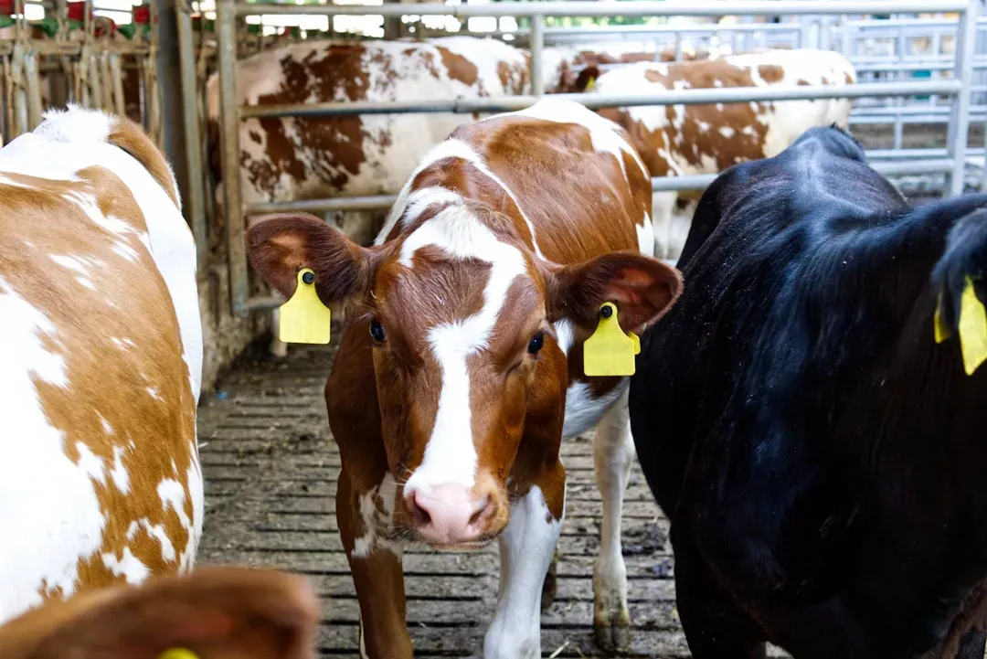 Bebé karau hetan verifikasaun saúde husi veterináriu iha uma-karau, hatudu kuidado preventivu no ambiente di'ak ba moris di'a