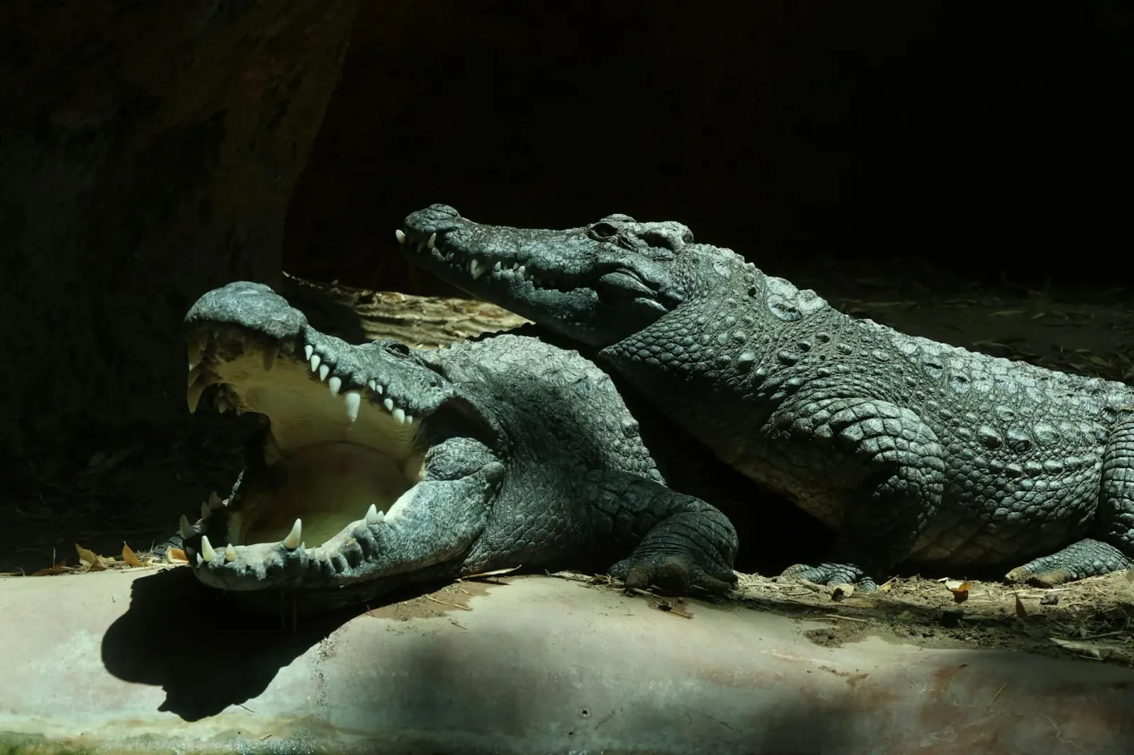 Anaconda verde boot iha Madras Crocodile Bank, Chennai, ho nia kulit metan no matan nakloke, hanesan atrativa foun ba visitan