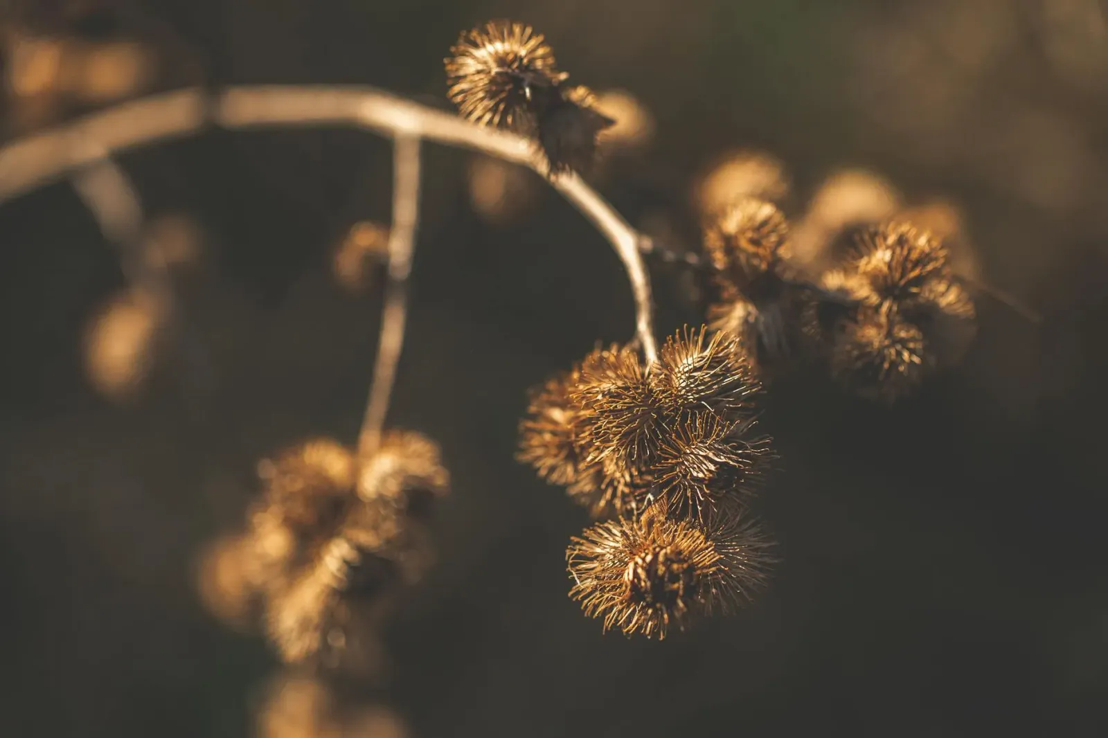 Imajen hatudu sistema linfátiku isin umanu ho ai-moruk botánika hanesan Burdock Root, Cleavers, no Echinacea iha sorin, atu i