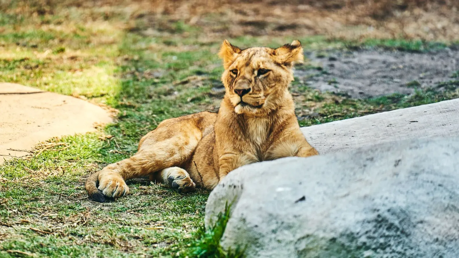 Lian feto Mahagauri iha Zoo Delhi, hela ho esperansa atu fó moris ba oan foun iha loron 27