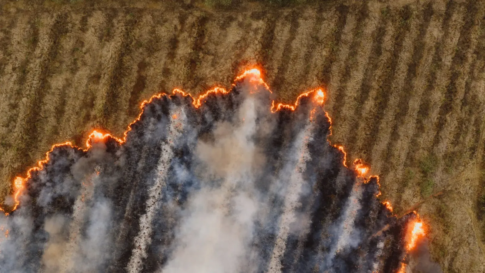 Desizaun juiz kona-ba viza H-1B no fogo Sorrento Valley iha San Diego, ho imajen tribunal no fogo hela iha fatin evakuasaun.
