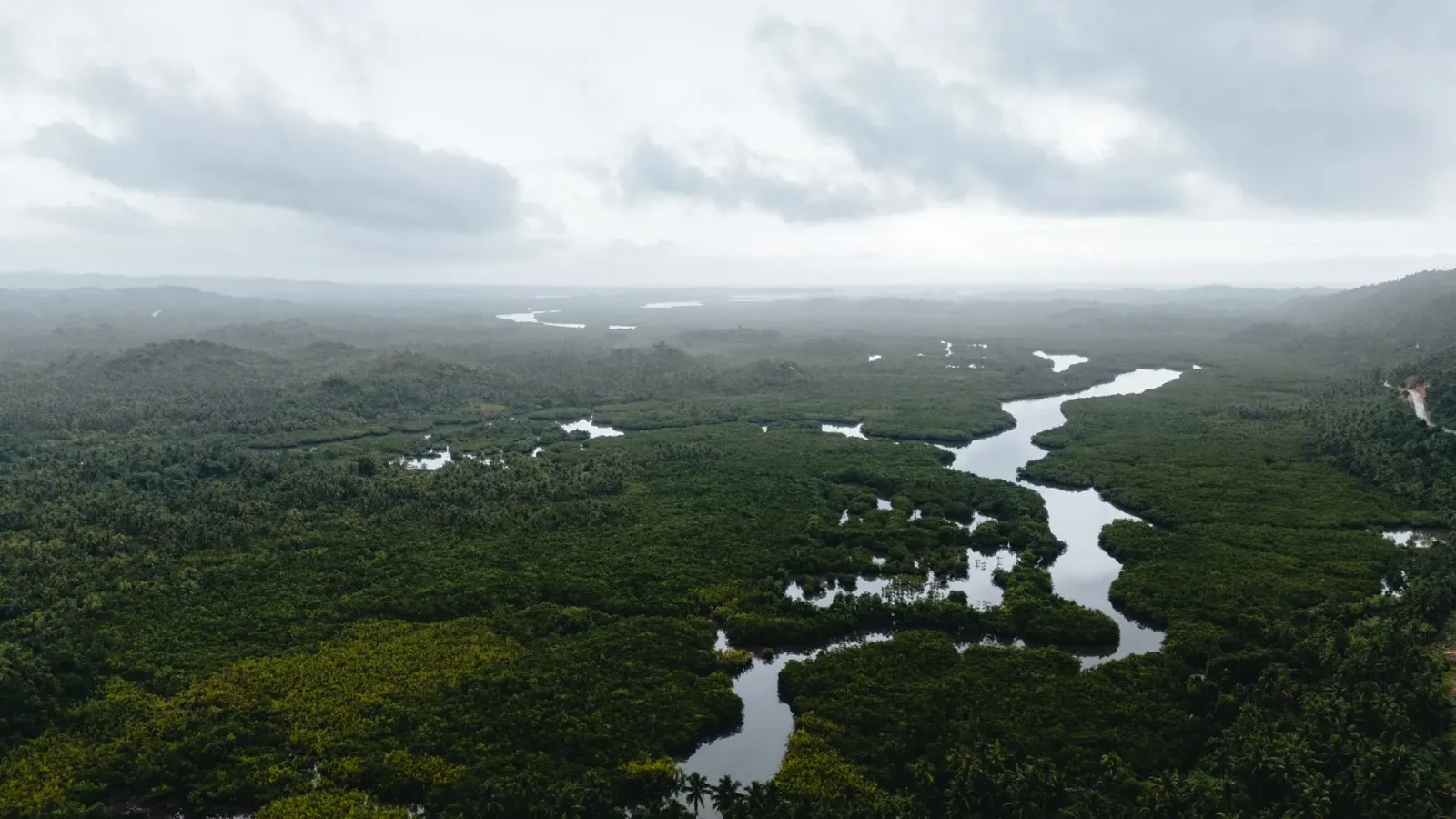 Imajen satélite ne'ebé hatudu mangrove sira nia kresimentu iha kosteira, ho natar no udan, hatudu oinsá mudança klimatika afe