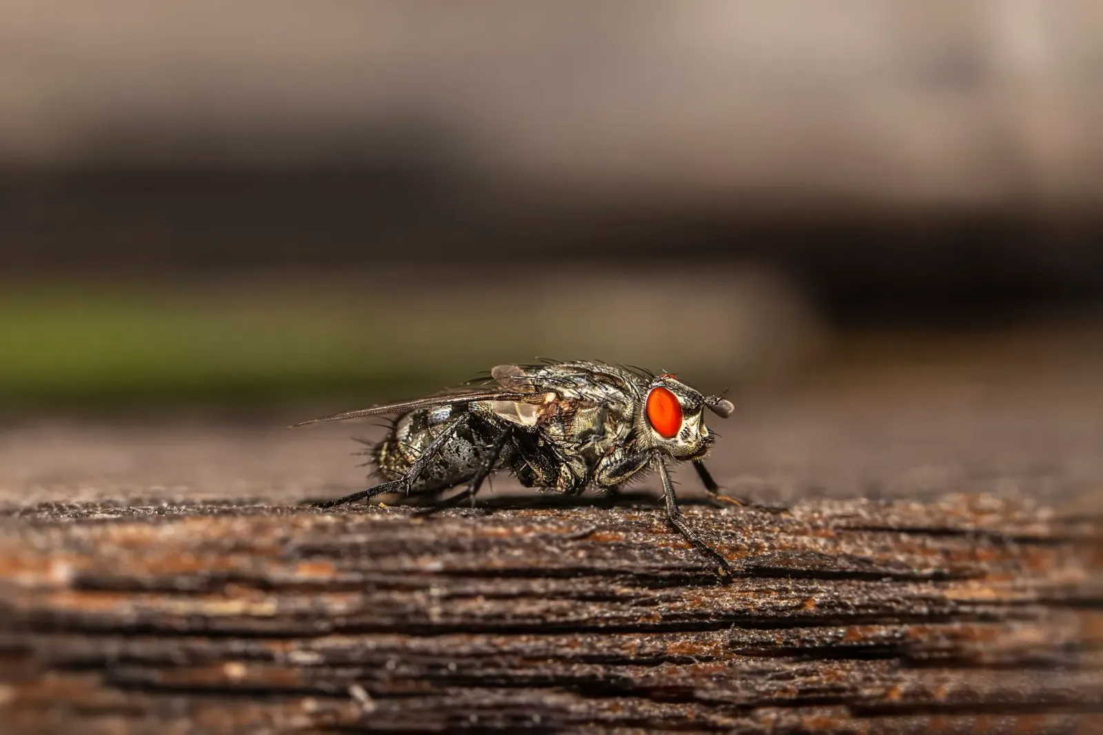Imajen mikroskopiku husi flesh-eating screwworm (Cochliomyia hominivorax) ho detallu kona-ba nia isin no asa, atu hatudu oins