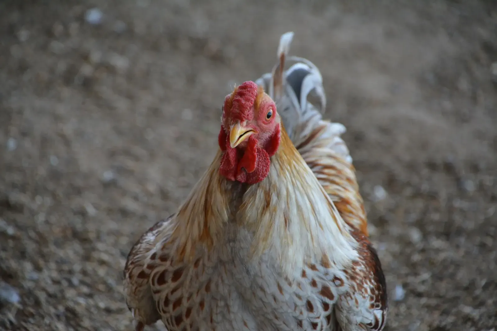Imajen ida ne'ebé hatudu manu sira iha fazenda poultry iha Dallas, ho sinal seguransa no avizu kona-ba H5N1, atu ilustra impa