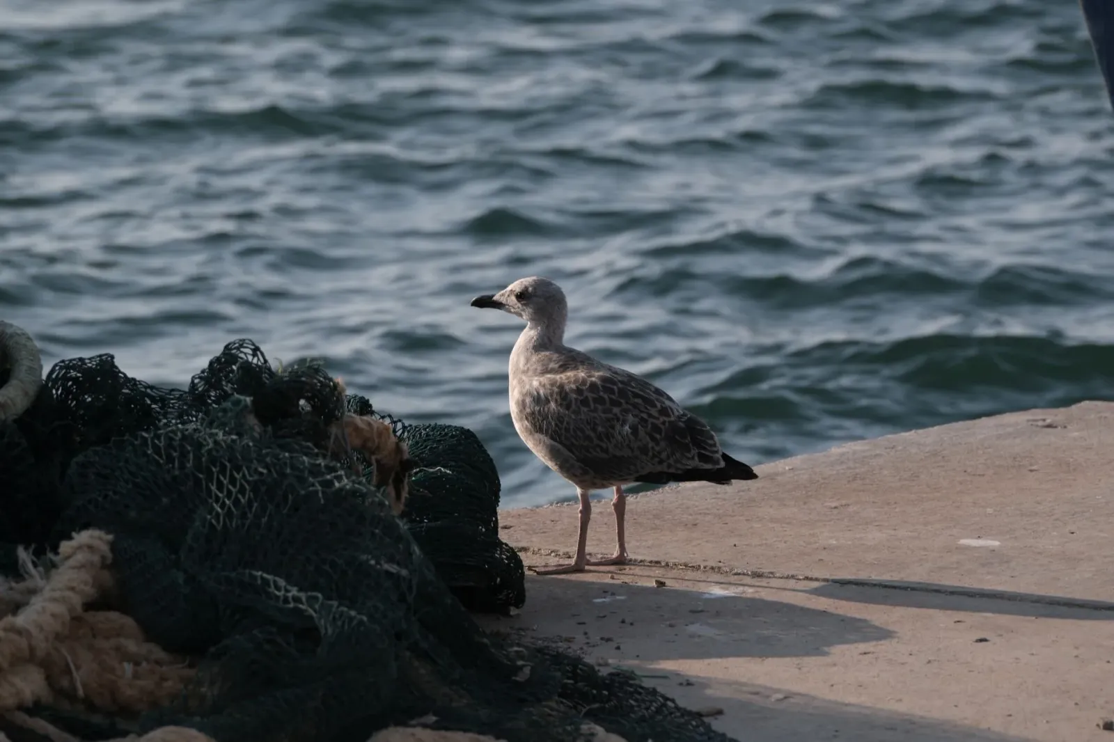 Rede peska ne'ebé kaptura tiha seabird no dolphin iha tasi, hanesan exemplo ba bycatch ne'ebé mate tiha animal vulnerável