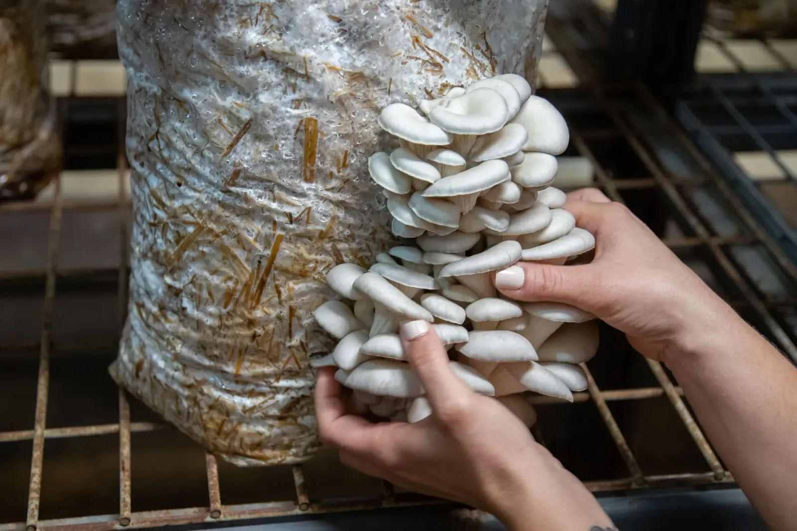 Imajen husi estrutura ai-kedan ho telhadu verde, toalete MycoToilet iha University of British Columbia, ne'ebé uza fungus atu