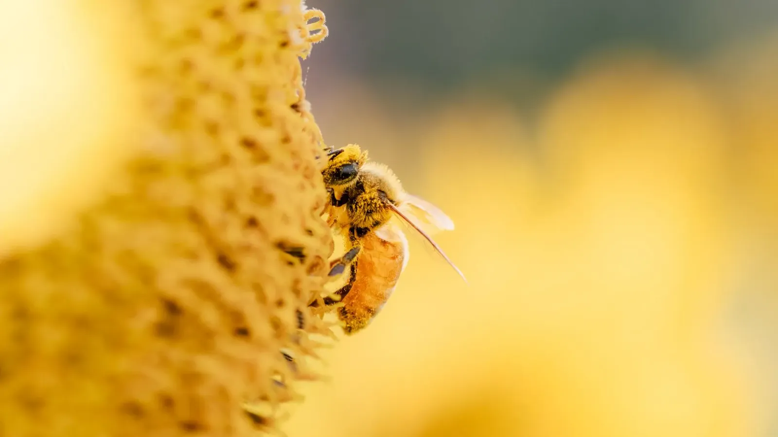 Abi-abi poliniza ai-funan iha toos, hatudu ligasaun entre natureza no produsaun ai-han ne'ebé importante ba ita nia saúde