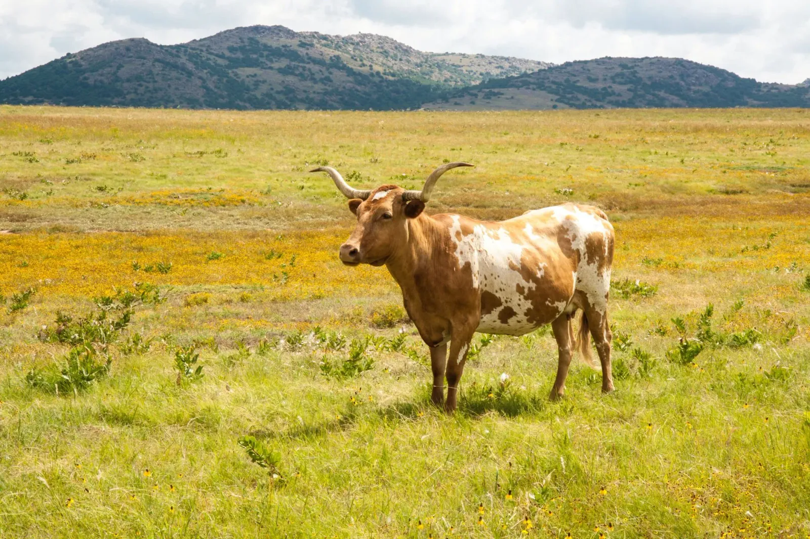 Imajen kona-ba Dutton Ranch nia finca iha Texas, ho paisagem ida ne'ebé boot, horizonte luan, no farda cowboy sira iha okos