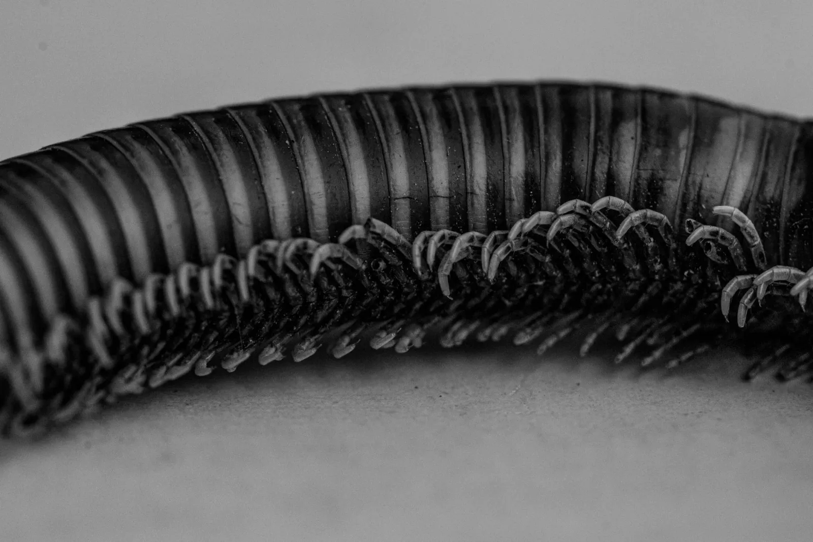 Imajen millipede ida ho kor naruk no ain barak, hetan iha natureza, hatudu detalhe husi isin no antena, hanesan simbolu husi 