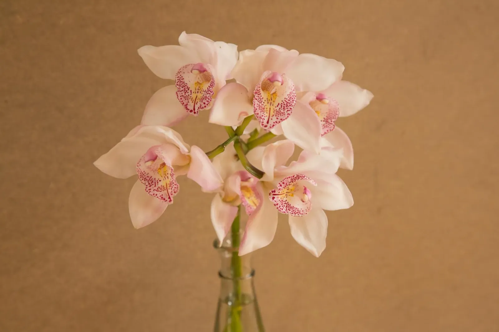 Sintetizadór Orchid husi Telepathic Instruments ho kór klarar edisaun limitada Arctic, ho komponente laran haree hela