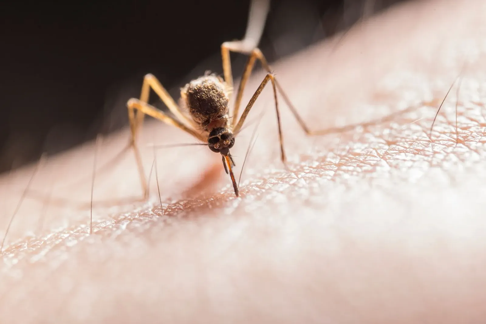Imajen ida hatudu moskitu boot iha fundu kinur no mean, hanesan simbolu ba vírus West Nile ne'ebé detekta iha Chicago, ho sig