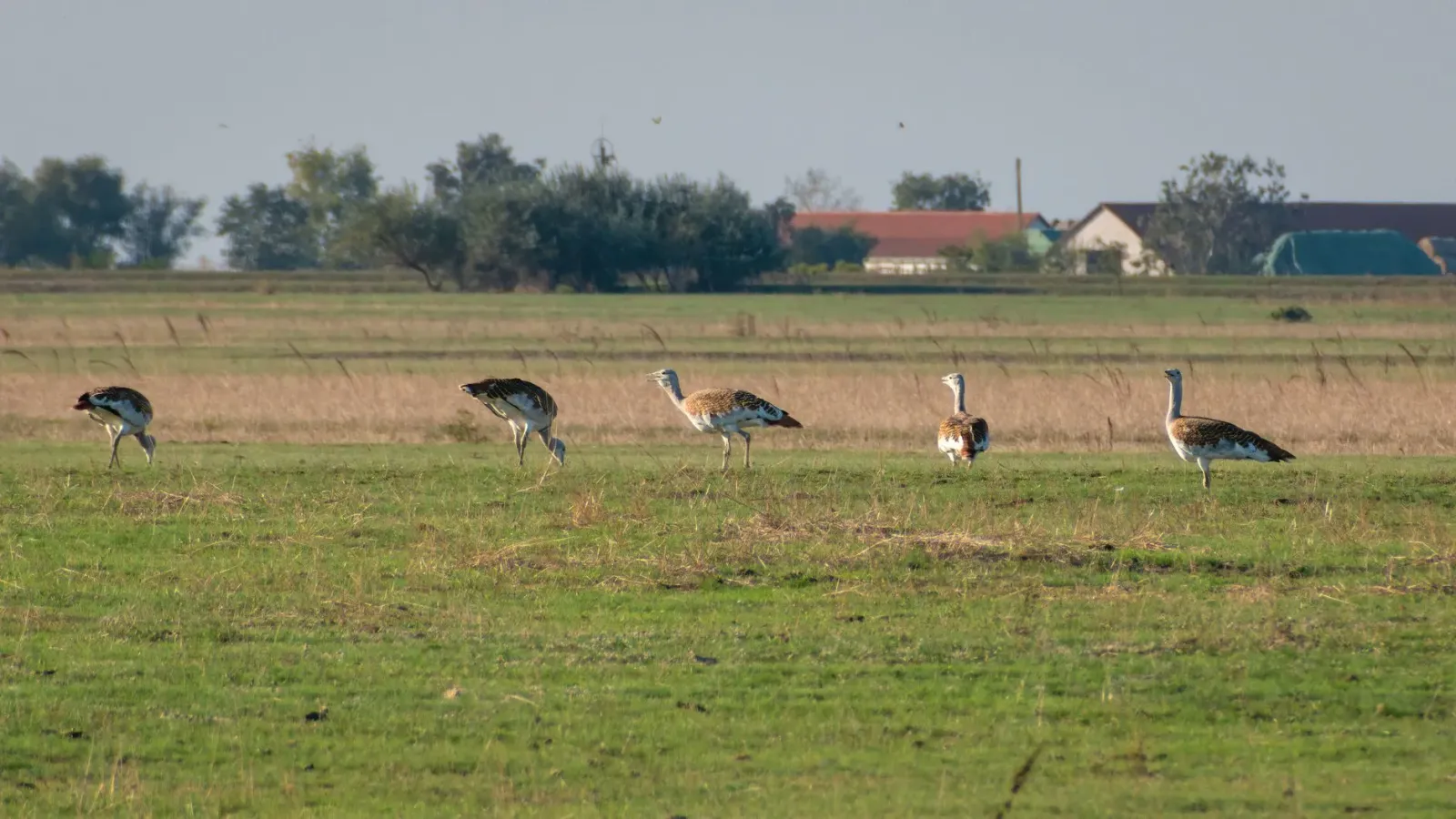 Manu Great Indian Bustard iha programa konservasaun iha India, sai hanesan símbolu esperansa ba espésie raru