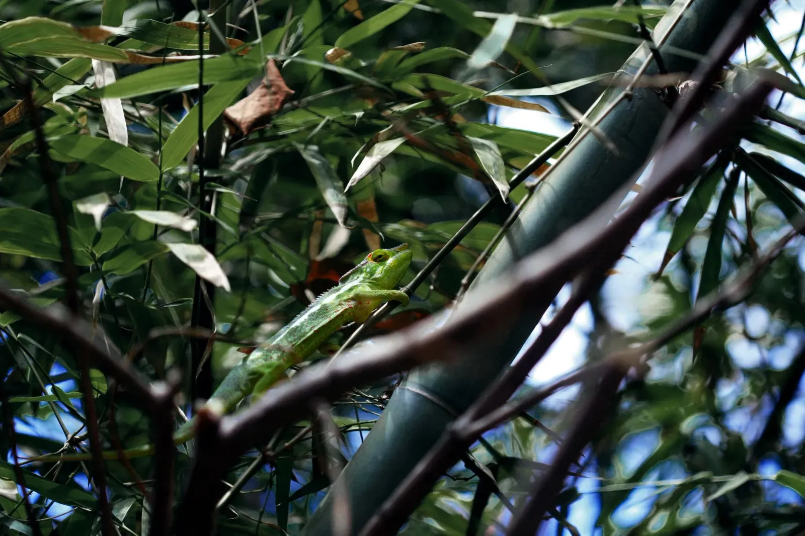 Ai-bambu ne'ebé dook iha ai-laran, hatudu forsa husi adaptasaun ba natureza no negósiu