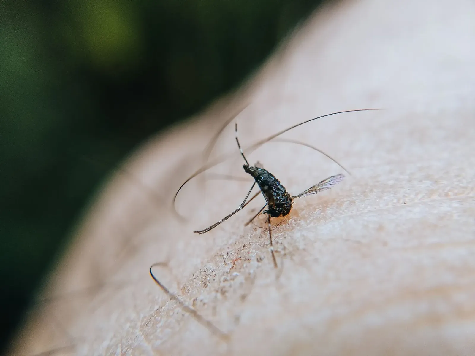 Imajen hatudu moskito Aedes iha ambiente bee moitado, ho sinal prevencaun no mapa El Nino, hanesan ilustrasaun ba artigu kona
