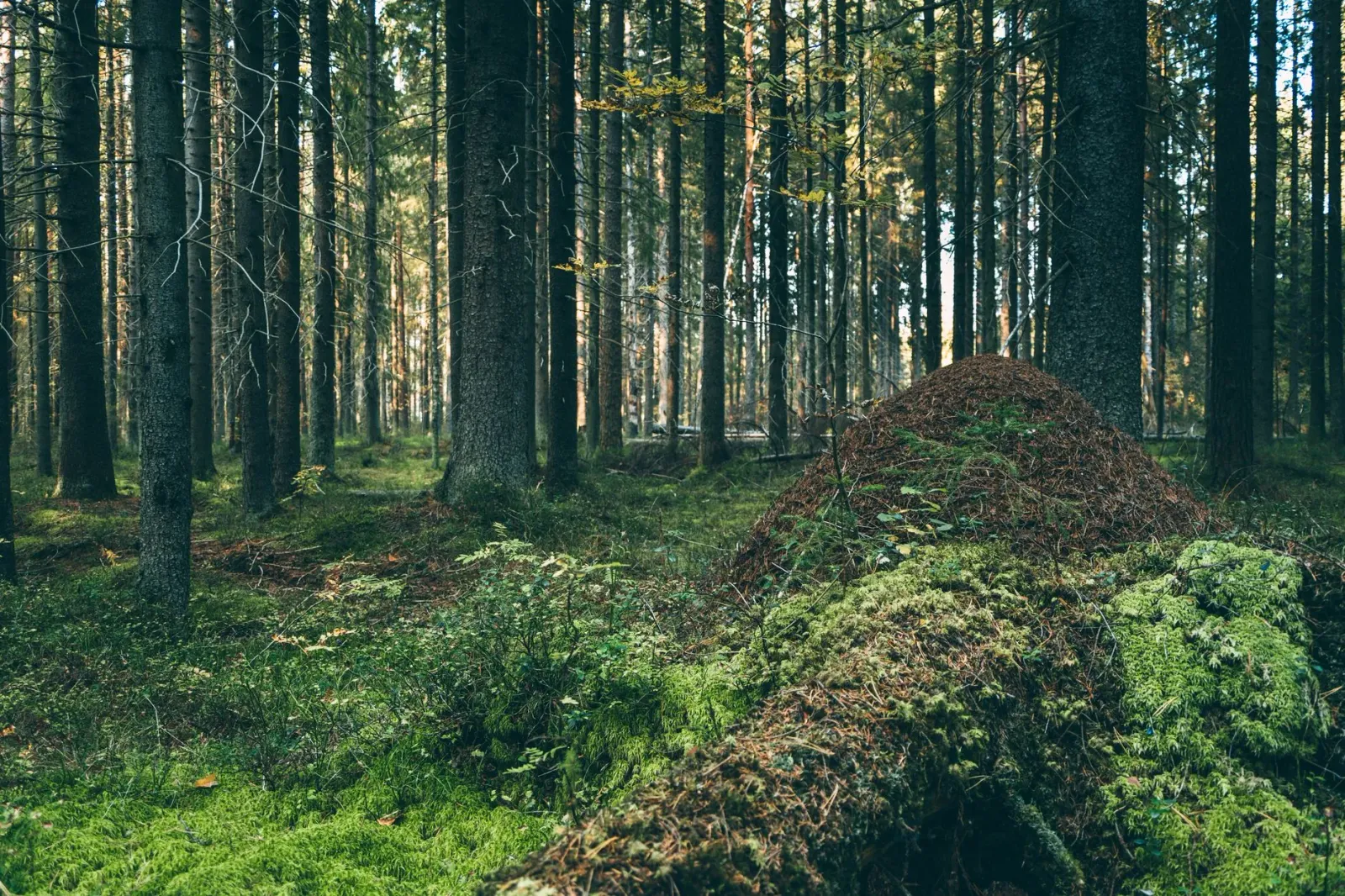 Ema ida iha floresta, tau roupa naruk no repélente atu prevene tick bite. Imajen ne'e hatudu oinsá ita bele proteje an.