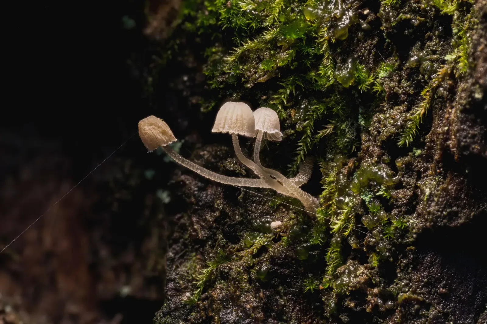 Imagem floresta tropikál iha Borneo ho fungus foun iha laboratóriu, halo sientia saúde.