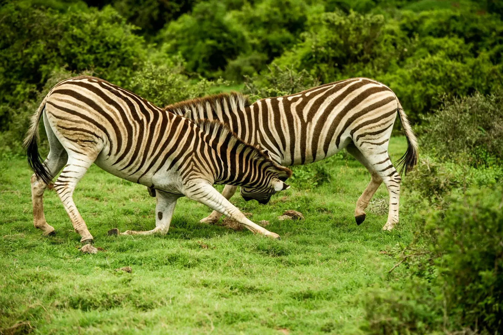 Imajen hatudu area verde ho animal iha reserva natural, ho konstruksaun facilidade desportu iha distansia, ilustra konflitu e