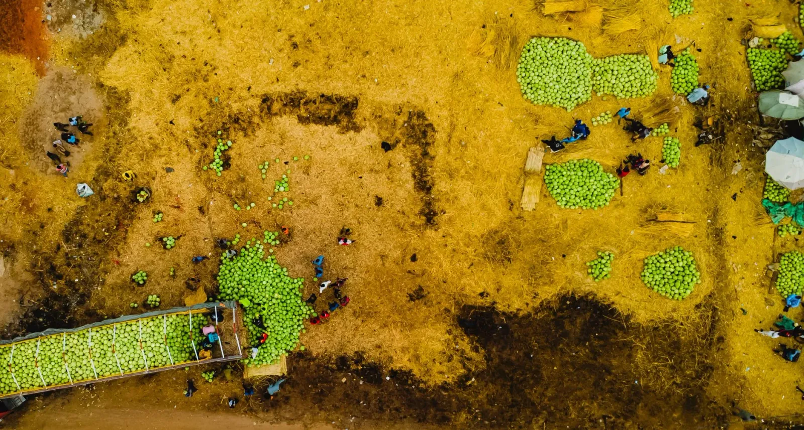 Imajen hatudu teknolojia AI iha agrikultura, ho drone no sensor sira, reprezenta inovasaun iha kadeia fornesimentu global.