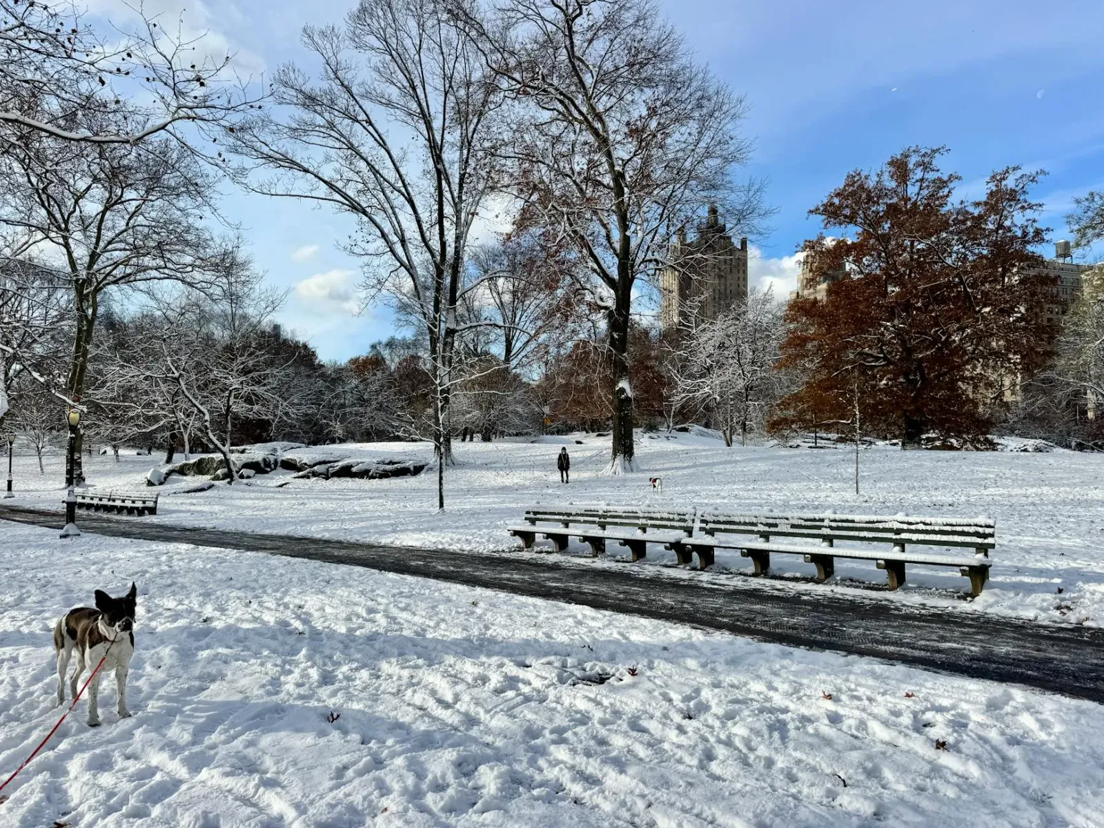 Asu ida tuur iha jardín, ho ema ida hakohak, no iha kotuk hare foguete boot iha New York Central Park