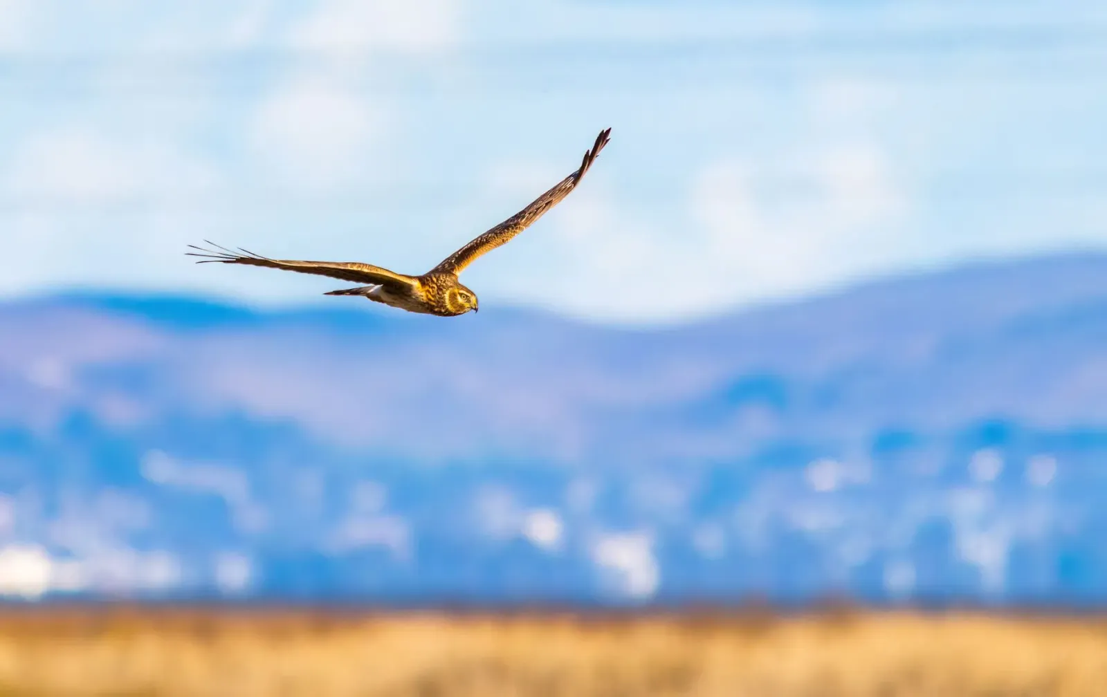 Manu harrier feto iha Wales nia rai monte, ho satélite tag iha nia ain, hatudu natureza livre