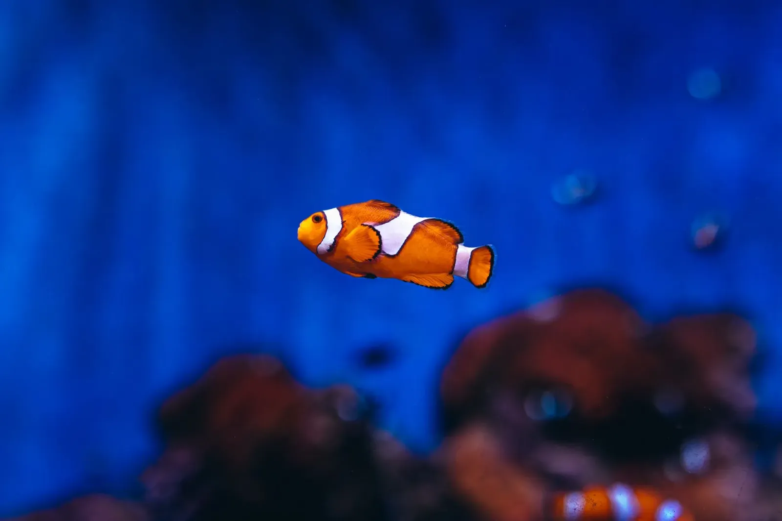 Imajen animasaun husi Pixar nia sekuél foun ba Finding Nemo, hatudu Nemo no Dory iha tasi ho plástiku boot no korál sira mate