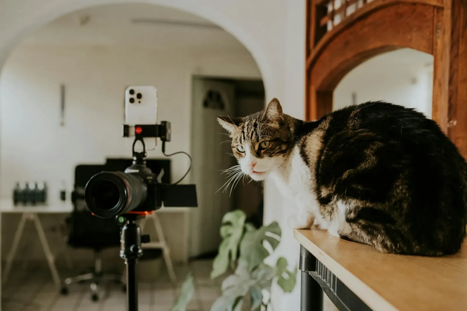 Gatu ida tuur hela iha laptop, hatudu komportamentu dominasaun ne'ebé sainsia esplika liu husi instintu natural