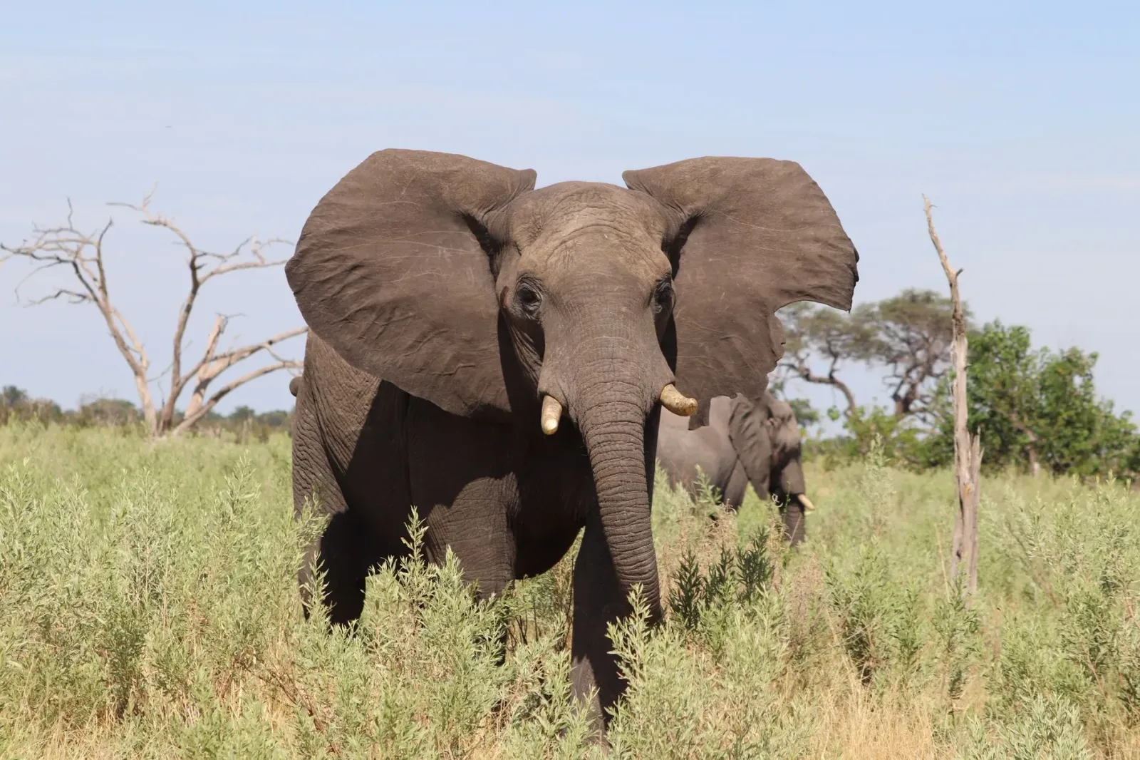 Elefante ida iha natureza iha Botswana, simboliza istória trágiku kona-ba mate feto ida tanba nia laran diak, ho fundu moris 