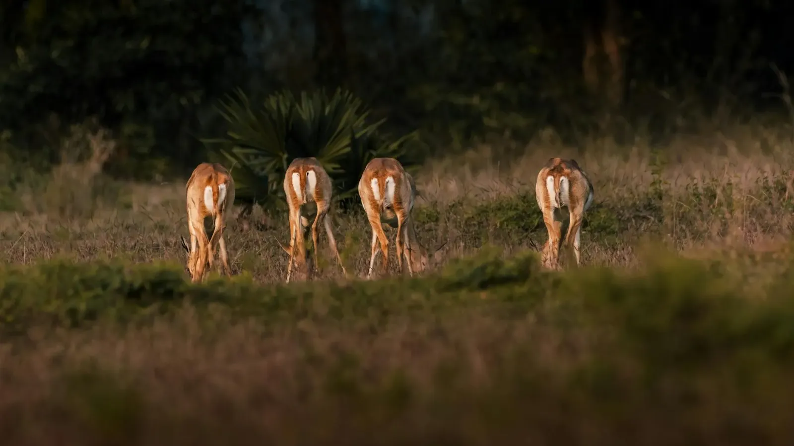 Paisajen rai-hun iha Índia ho loron monu, ho samea ki'ik halai iha relvadu, hatudu habitat natural ne'ebé importante ba espés