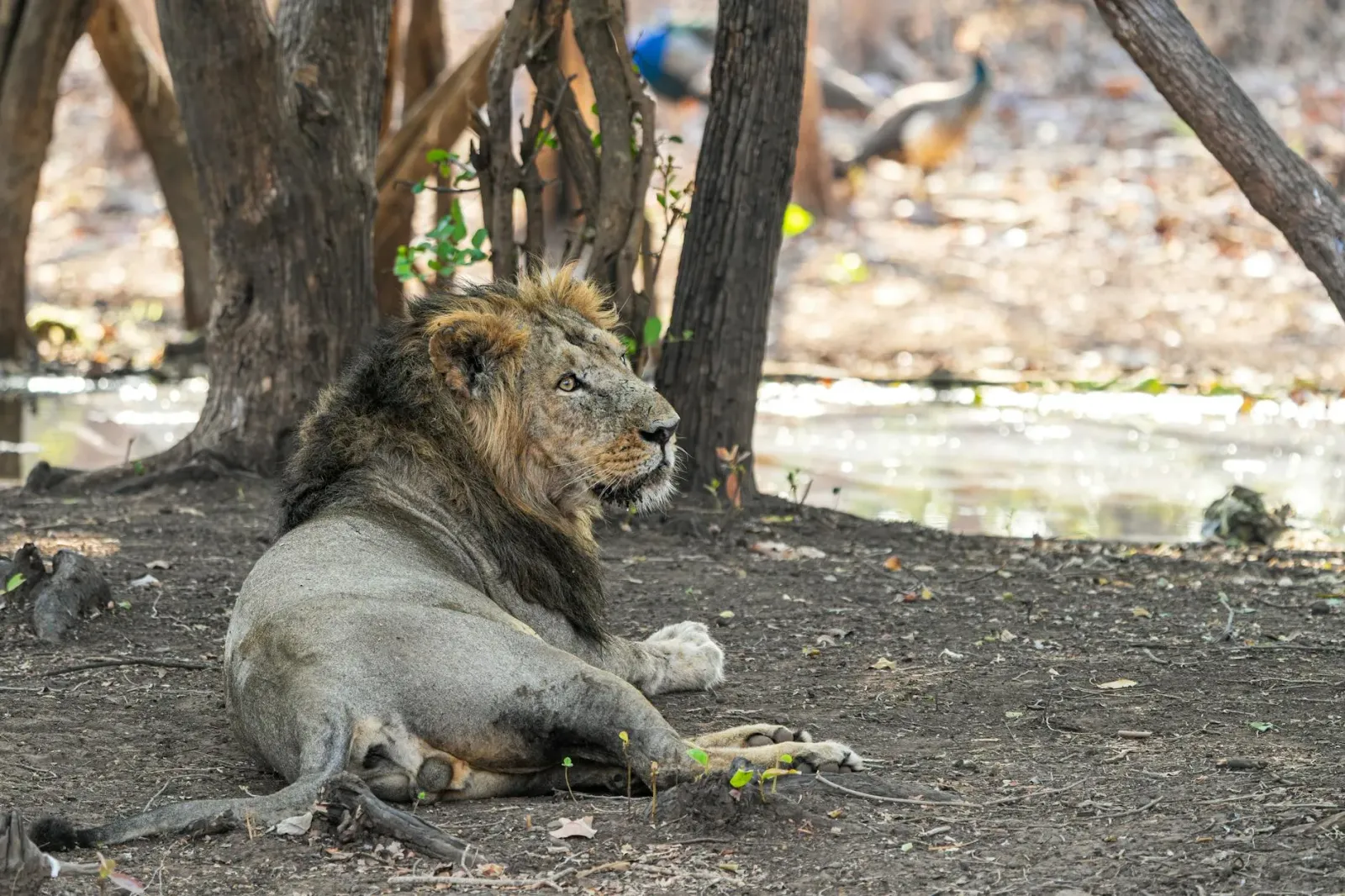 Leõeś asiátiku iha floresta Santuáriu Gir, Gujarat, Índia, ne'ebé sai sentru investigasaun kona-ba kausa mate misteriozu.