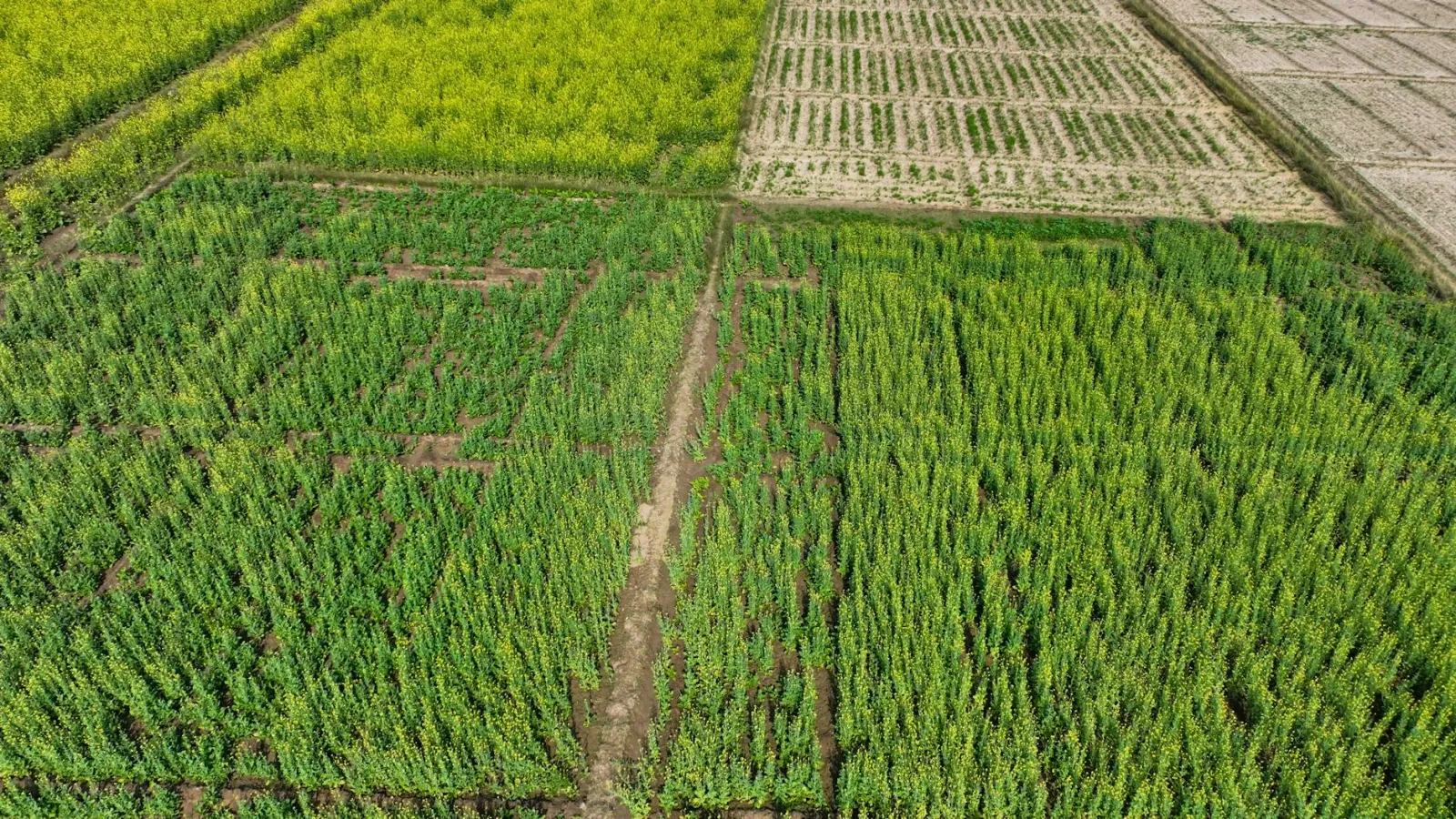 Ema sira iha Afrika ne'ebé halo servisu saúde no agrikultura hodi hametin mundu