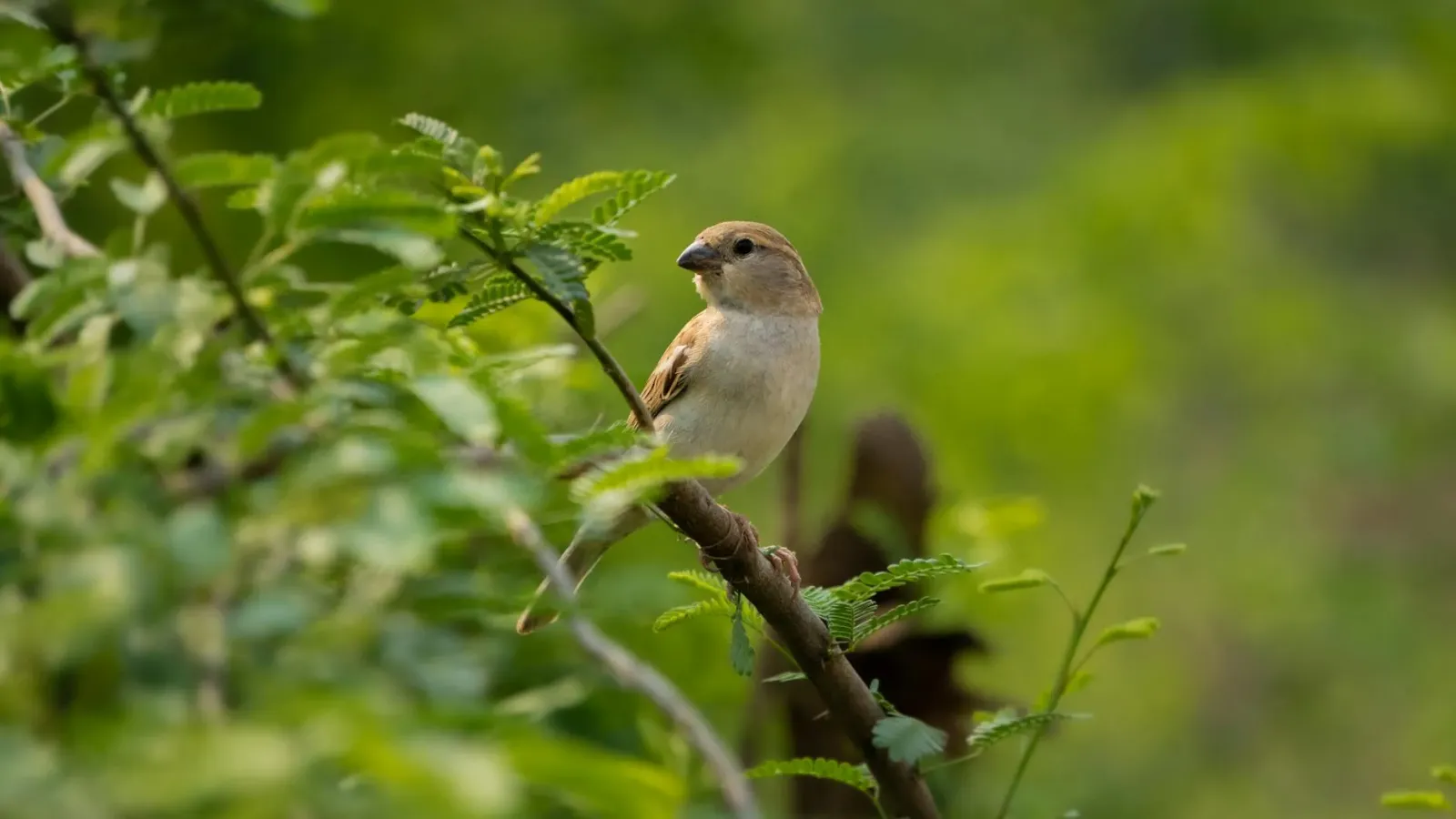 Imajen hanesan parlamentu India ne'ebé hahú, no sparrow (tiran) iha rai-laran, representa mudansa politika no meio ambiente