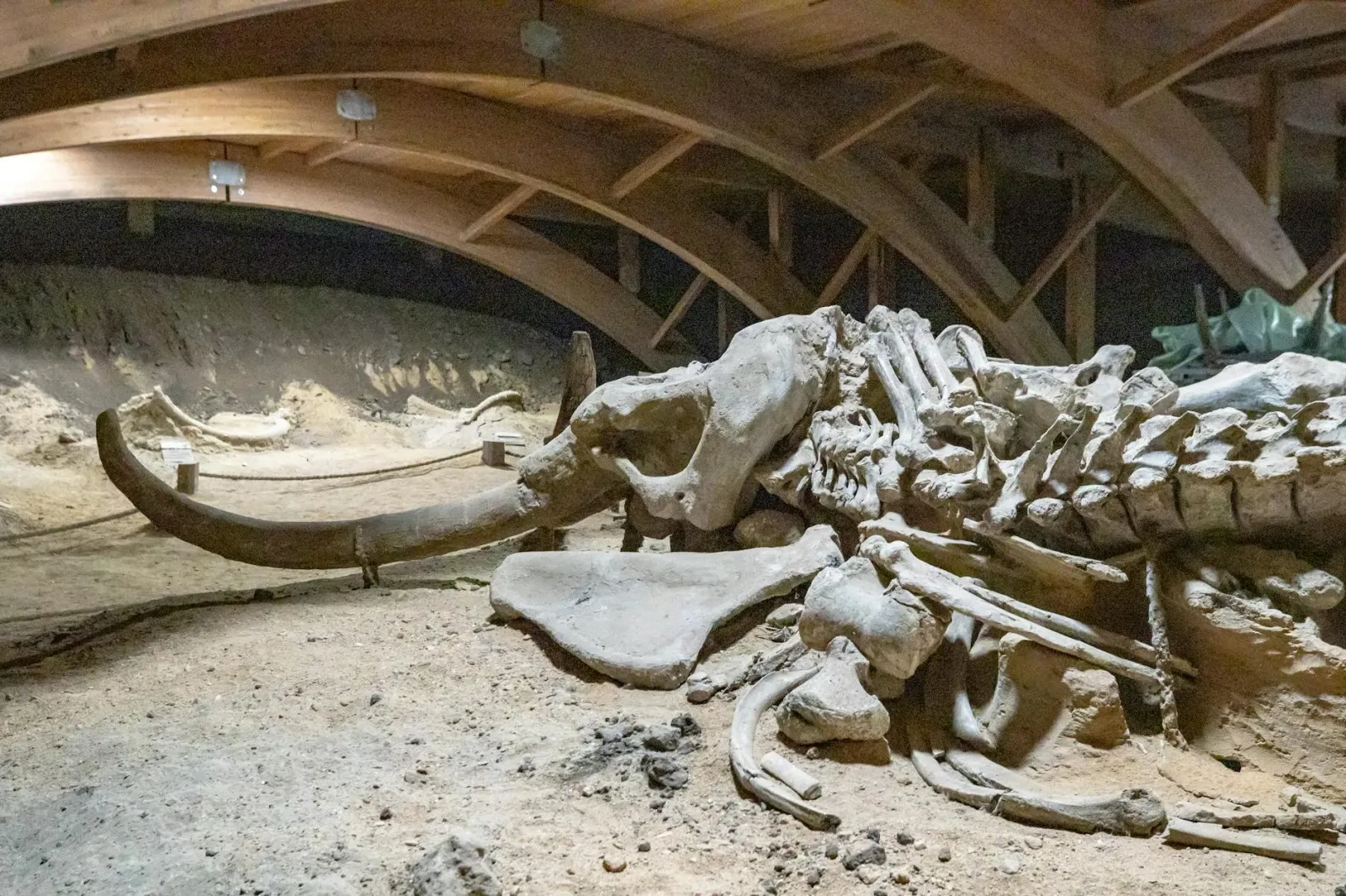 Imajen hatudu fósil husi La Brea Tar Pits, ho ekipa sientista sira servisu packing tulang iha sala kotuk, hanesan ezemplu prá
