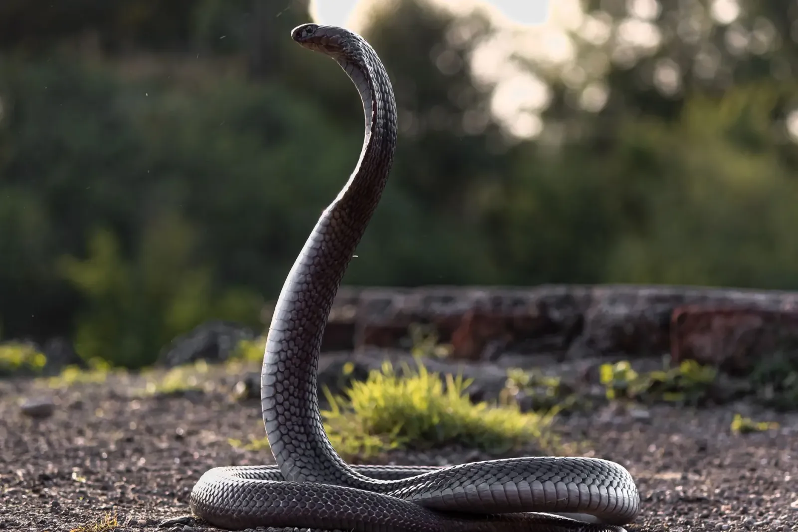 Imajen hatudu aplikasaun Big 4 Mapper iha smartphone, ho mapa no ikonu serpente, iha fundu natureza verde, atu ilustra oinsá 