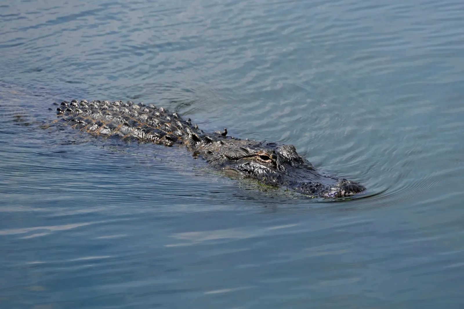Hauze atake alligator iha riu Florida ne'ebé mate tiha ema ida