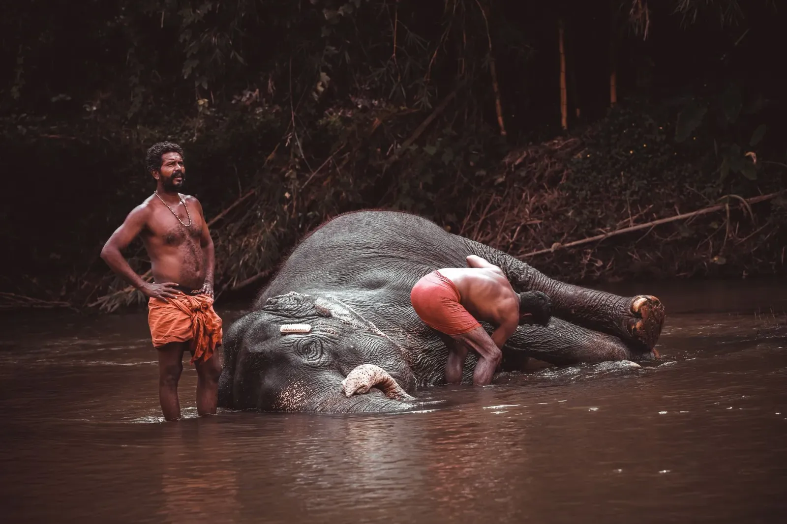Elefante furak Lakshmi iha ai-laran Wayanad, ho labarik sira iha vila Chekadi, hatudu koezisténsia entre ema no animal