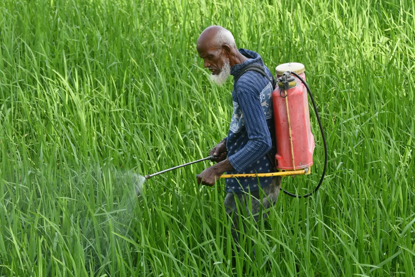 Imajen ida hatudu toba nain ida aplika herbisida glyphosate iha toba, ho signu perigu ba saude, iha fundu laran.
