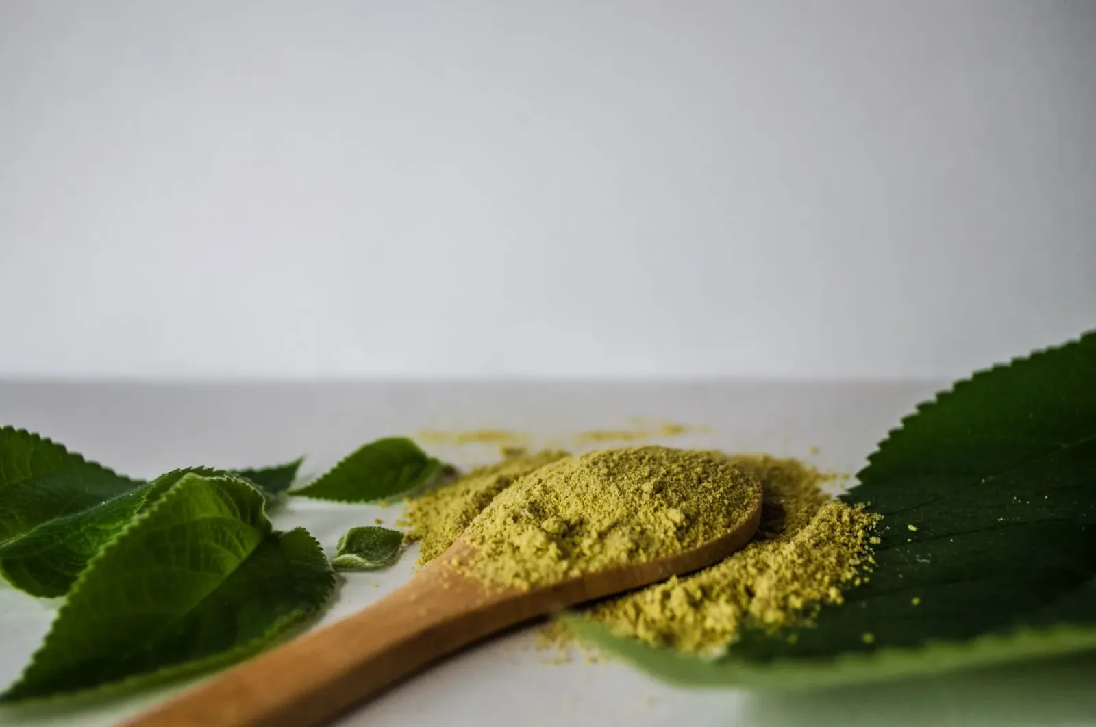 Folha kratom iha meja, ho kor verde ne'ebé fresku, hanesan planta ida ne'ebé ema uza ba remédiu natural maibe agora kontrover