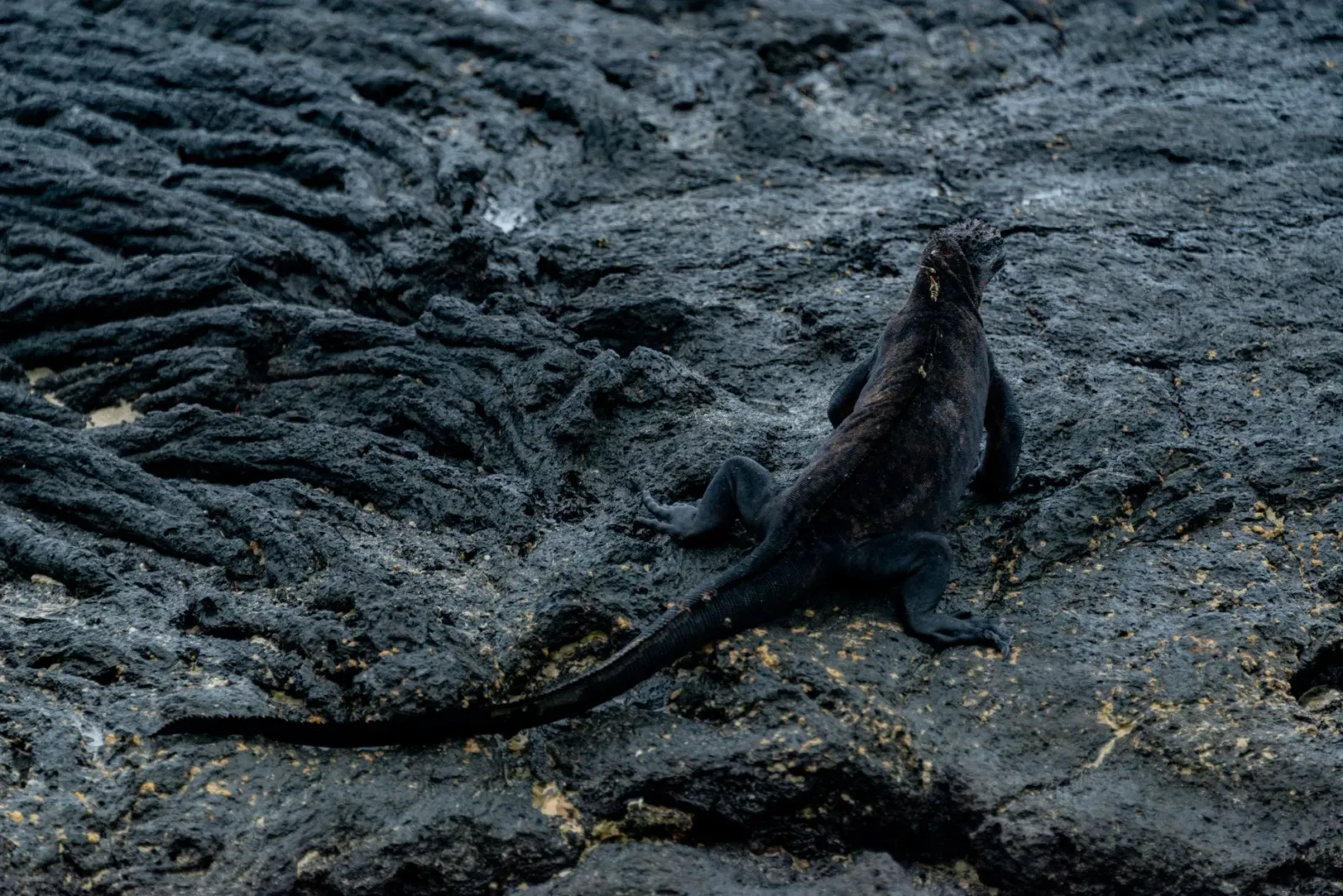Iguana marinha Galápagos hela iha fatuk, hamriik ho isin boot no kór metan, iha tasi-ibun.