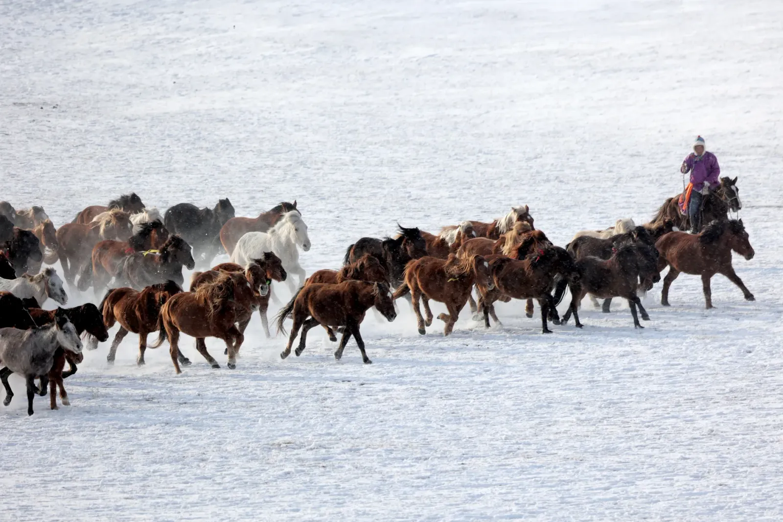 Kuda ida iha steppe Mongólia ne'ebé hatene dalan, ho anin no rai boot, hanesan simbolu ba matenek animál no intuisuan ne'ebé 