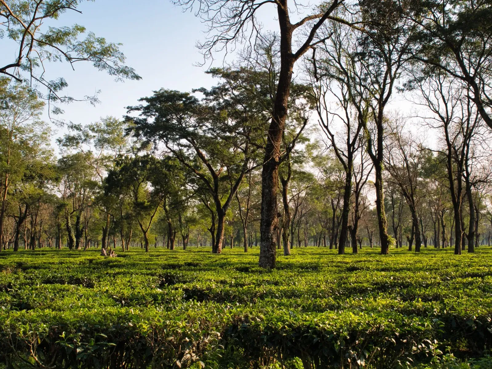 Imagem husi plantasaun tea iha Tripura, India, ne'ebé hatudu folha tea verde no montanha, simboliza investimentu boot ne'ebé 