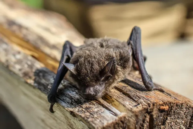 Bat ida ho sinál rabies iha parke, ho avizu saúde, hanesan lembrete kona-ba ameasa subar hela