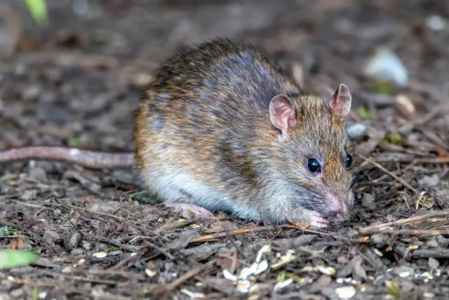Imajen ida hatudu ratu ki'ik no fezes iha uma, ho avizu kona-ba limpeza di'ak atu prevene hantavirus.