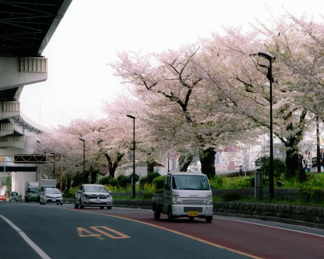Imajen husi jogu Forza Horizon 6 ne'ebé hatudu kareta iha dalan Japaun ho kuda sakura no monte iha kotuk