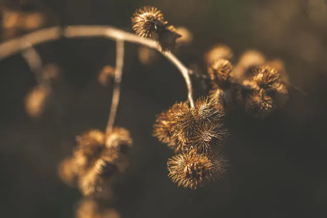 Imajen hatudu sistema linfátiku isin umanu ho ai-moruk botánika hanesan Burdock Root, Cleavers, no Echinacea iha sorin, atu i