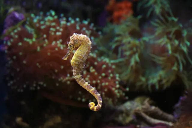 Imen seahorse ki'ik iha tasi no kapung ne'ebé sientista sira uza ba projetu sidadu siénsia iha Singapura