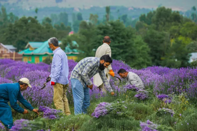 Imajen ida hatudu lavender farmer iha Doda, Jammu, okupadu kolia ho teknolojia agrikultura foun, ho folla lavender iha kapita