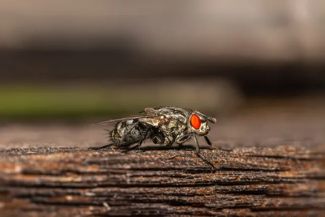 Imajen mikroskopiku husi flesh-eating screwworm (Cochliomyia hominivorax) ho detallu kona-ba nia isin no asa, atu hatudu oins